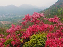 沿着高速看中国｜飞掠映山红，日子别样红——闽赣湘老区苏区高速公路纪行